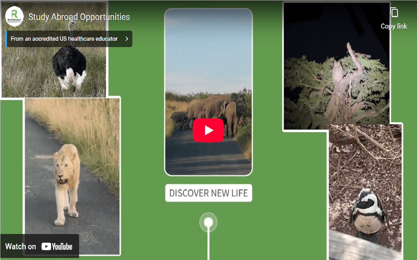 Photos of various animals in different geographical locations with a YouTube video caption